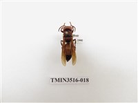 藏品(黃腰虎頭蜂)的圖片